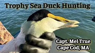 Trophy Sea Duck Hunting Cape Cod, MA