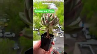 Суккуленты виды: Эхеверия #music #cover #disney #суккуленты #plants #succulent #цветоводство #цветы