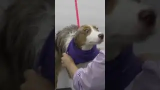 Wiggle Butt!