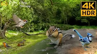 Video for Cats to Watch: Chipmunks, Squirrels, and Birds Playing at Dusk 😻 8 Hours 4K HDR