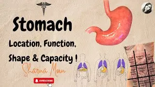 1 Stomach series-  location, function, shape, capacity | Stomach anatomy