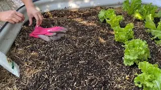 Easy Way To Grow Water Spinach