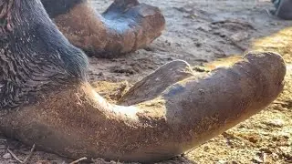 2-year-old donkey's hooves have never been trimmed! Can you believe this is its hoof? !