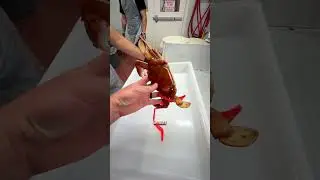 🦀I’ve got to feed my family 