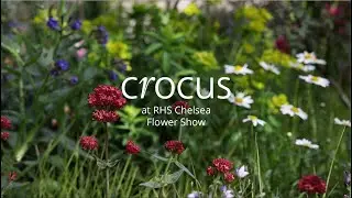 A Tour Of The Mind Garden 2022 | Crocus at the RHS Chelsea Flower Show