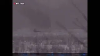 благородные олени. Мозырский район 2022г. pulsar.