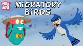 Migratory Birds | The Dr. Binocs Show | Learn Videos For Kids