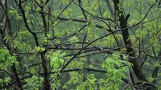 💧 Rain Ambient Sounds with Raindrops Falling on Leaves & Trees for a Relaxing Ambiance for Sleeping.