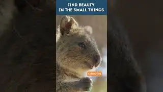 Meet a Quokka: Natures Little Cheerleaders #shorts