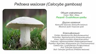 Рядовка майская (Calocybe gambosa)