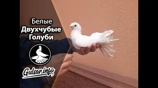 БЕЛЫЕ ДВУХЧУБЫЕ ГОЛУБИ / PIGEONS / TAUBE #Gulsarinfo©