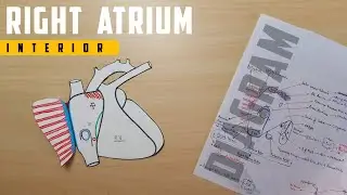 Right Atrium Anatomy (Interior) | Part 3 | Diagram Chart | TCML