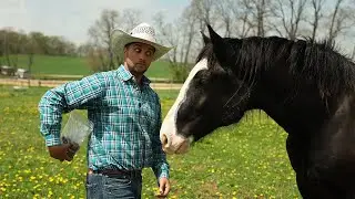 Should You Give Your Horse Treats?