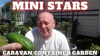 Mini Stars Cucumber