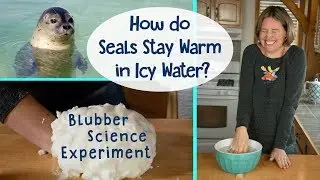 How Do Seals Stay Warm in Icy Water? | Blubber Science Experiment