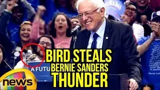 Bird Steals Bernie Sanders Thunder At Portland Oregon Rally | Mango News