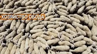 Отгонное овцеводство в хозяйстве Обода. 4500 голов Дагестанской горной породы. Село Камилух