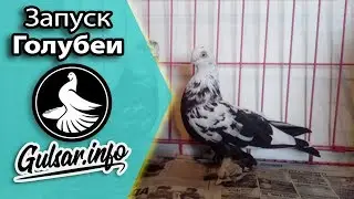 СТАРТ ГОЛУБЕИ / ИГРА ГОЛУБЕИ / PIGEONS / TAUBE