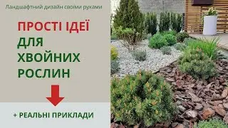 Хвойные растения в саду: простые идеи дизайна