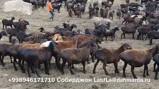 Хозяйство Фотима Мирзохид барака на пастбище семьи Ходжимирзокарима выбирает овец