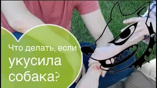 Что делать, если укусила собака?