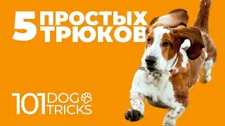 5 простых трюков 🐩 Каким командам можно научить собаку 🐾 Как приучить щенка трюковой дрессировке 🐶