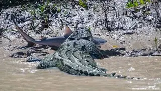 Самый большой крокодил, способный плавать в море - ГРЕБНИСТЫЙ КРОКОДИЛ В ДЕЛЕ!