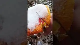 грибы под снегом 
