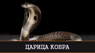 ЦАРИЦА КОБРА | ЯЗЫК ТЁМНЫХ ДУХОВ ОТ ВРАГОВ | РИТУАЛ ДЛЯ СМЕЛЫХ | ИНГА ХОСРОЕВА | ВЕДЬМИНА ИЗБА