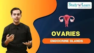 Endocrine Glands | Ovaries | Structure | Hormones and Functions | Biology | CBSE
