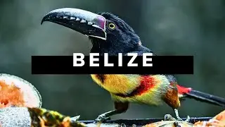 BELIZE TRAVEL DOCUMENTARY | Realm of the Howler Monkey