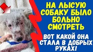 На Лысую Собаку Было Больно Смотреть. А Вот Какой Она Стала в Добрых Руках
