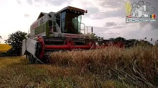 Уборка озимой пшеницы комбайном CLAAS Dominator 118 /Moldova