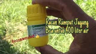 CONVEY | Herbisida Jagung Rekomendasi GCU Media