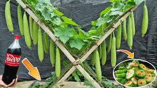 Surprised by the simple yet super effective method of growing foam gourds, mothers must know it