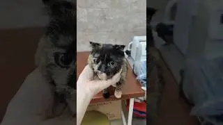 Ну как ей грустно в клетке. Заберите красотку домой.