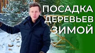 Посадка хвойных деревьев | Тонкости ухода зимой в ландшафтном дизайне