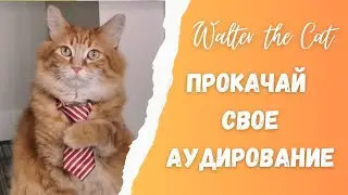 Прокачай аудирование || Walter the Cat