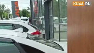 По улицам бегает огромный раненый лось
