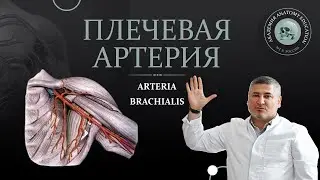 Артерии верхней конечности. Плечевая артерия / arteria brachialis