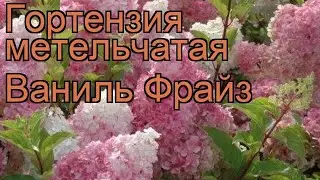 Гортензия метельчатая Ваниль Фрайз 🌿 обзор: как сажать, саженцы гортензии Ваниль Фрайз