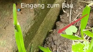 Blattschneideameisen in São Paulo im Garten von Maria und Peter