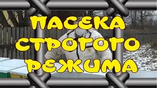 ПАСЕКА СТРОГОГО РЕЖИМА