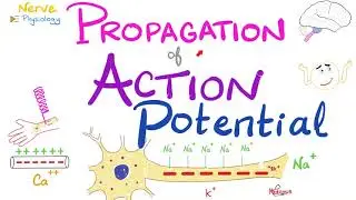 Propagation of the Action Potential - Nerve Excitability - Nerve Physiology Series