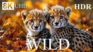 WILD ANIMALS WORLD 8K HDR – WILDLIFE ADVENTURES