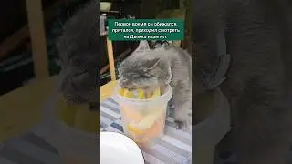 Как кот принял котёнка? #кот #котенок #животные #shorts