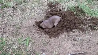 Gopher Digging a Hole