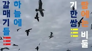 갈매기의 꿈 Jonathan livingston seagull과 비둘기 한쌍~