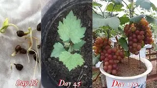 How to grow grapes at home🍇🍇🍇