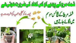 What fertilizer does a capsicum plant need | In which season capsicum seeds are planted